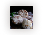 Bread Assortment